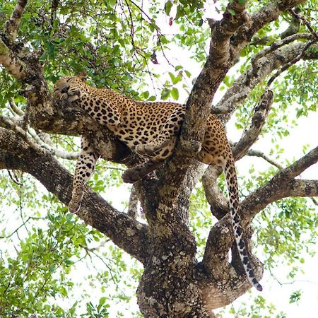 Yala Wild Hut - Yala Otel Tissamaharama Dış mekan fotoğraf