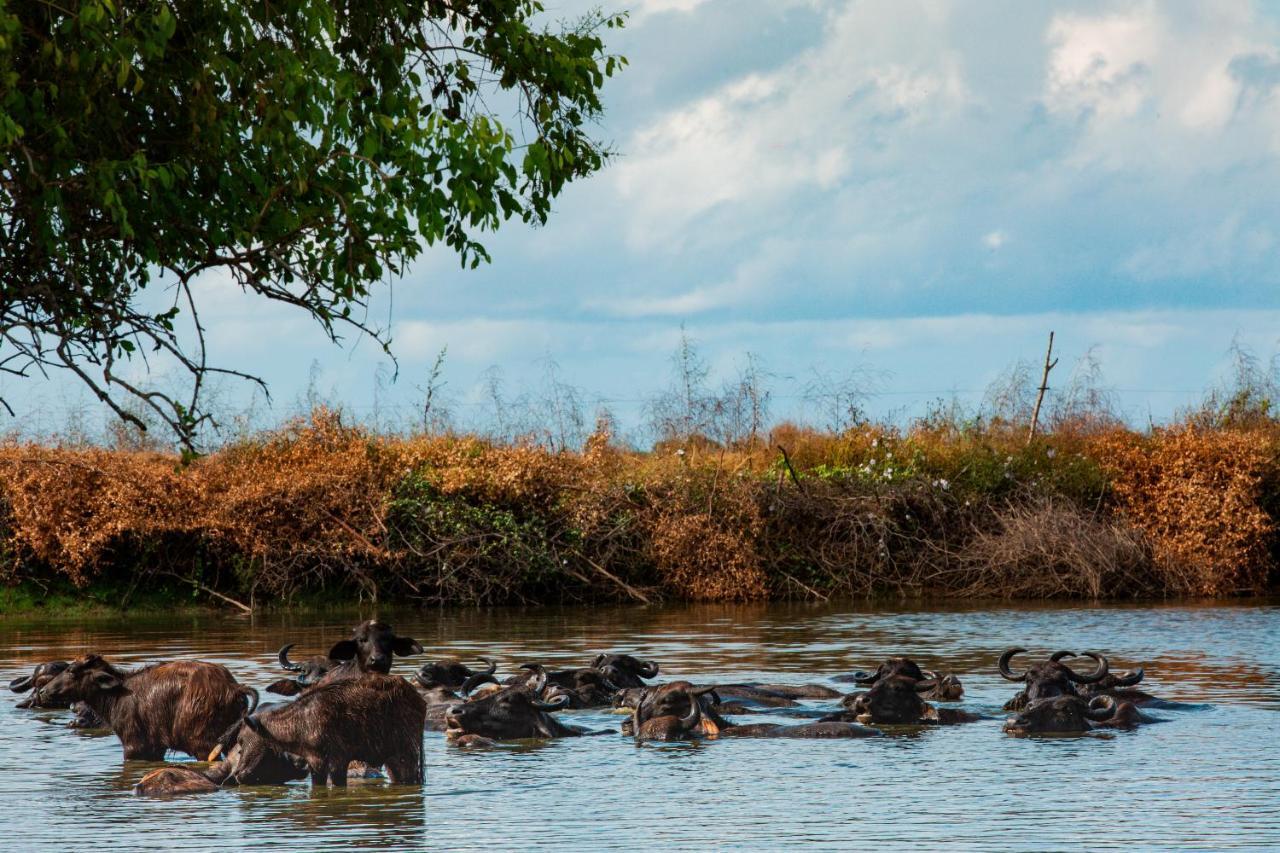 Yala Wild Hut - Yala Otel Tissamaharama Dış mekan fotoğraf